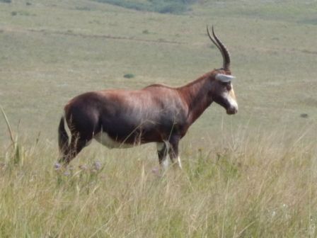 Blesbok.JPG